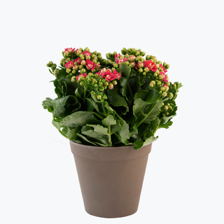 Blomstrende